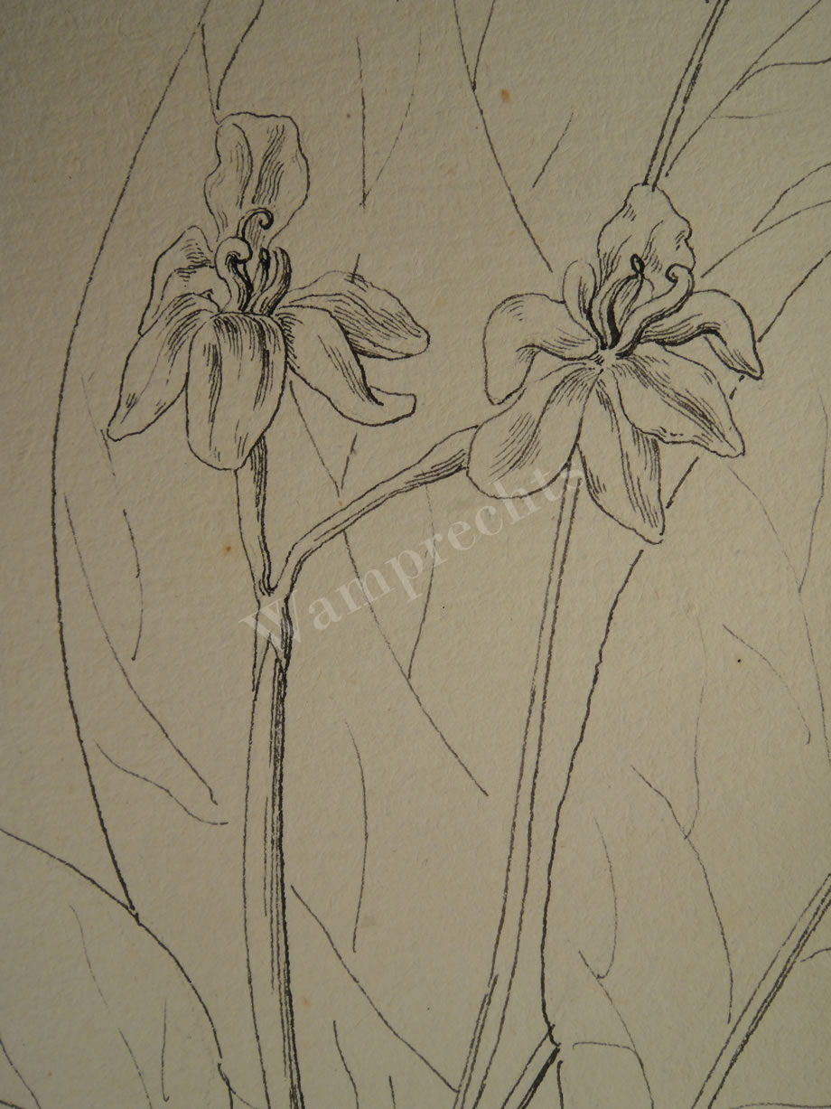 Botanical Ink Wash Drawings, Jacques Arago