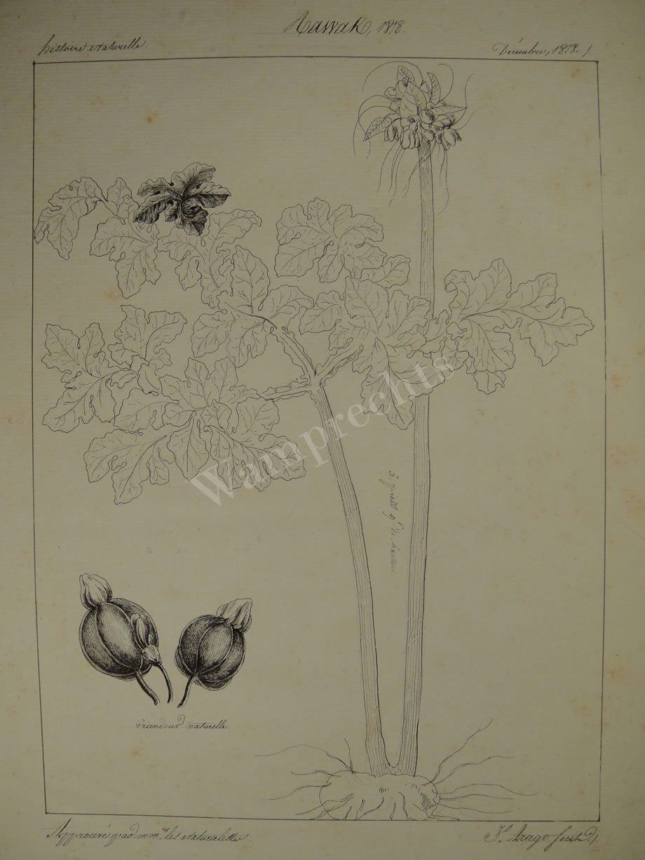Botanical Ink Wash Drawings, Jacques Arago