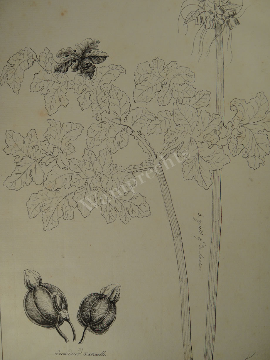 Botanical Ink Wash Drawings, Jacques Arago