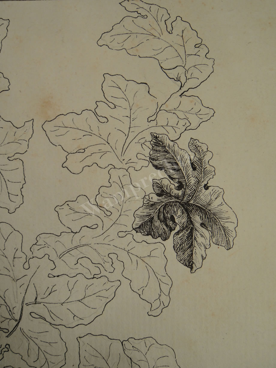 Botanical Ink Wash Drawings, Jacques Arago