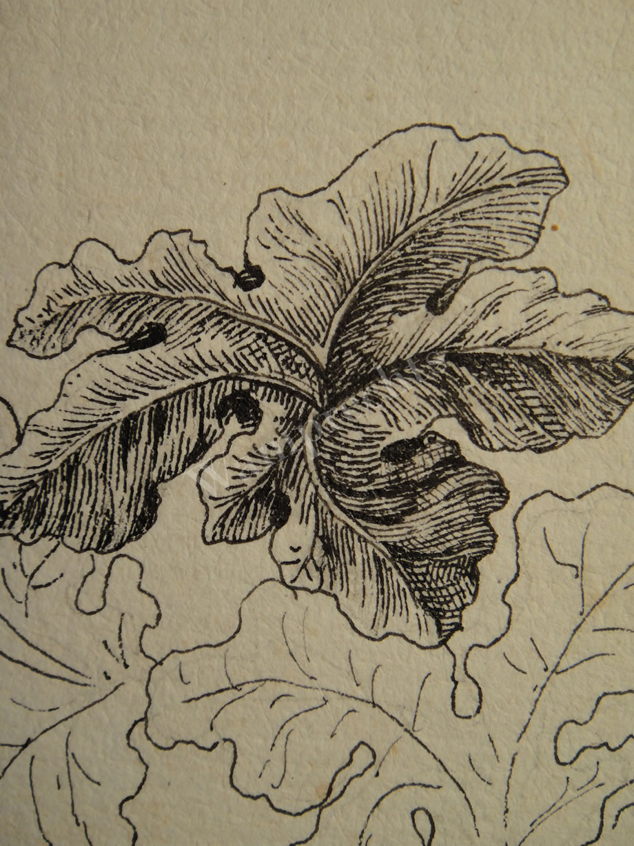 Botanical Ink Wash Drawings, Jacques Arago