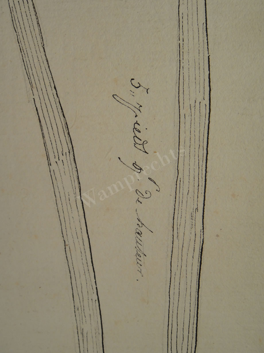 Botanical Ink Wash Drawings, Jacques Arago