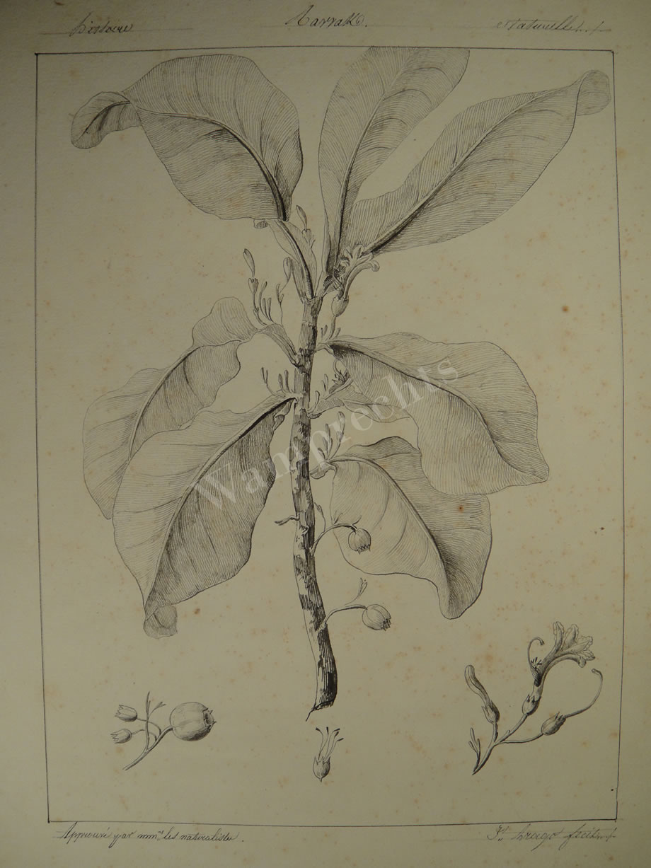Botanical Ink Wash Drawings, Jacques Arago