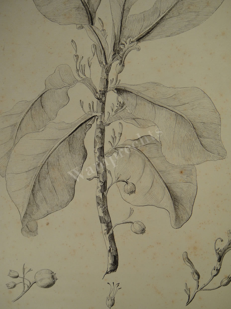 Botanical Ink Wash Drawings, Jacques Arago