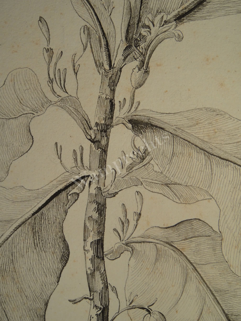 Botanical Ink Wash Drawings, Jacques Arago