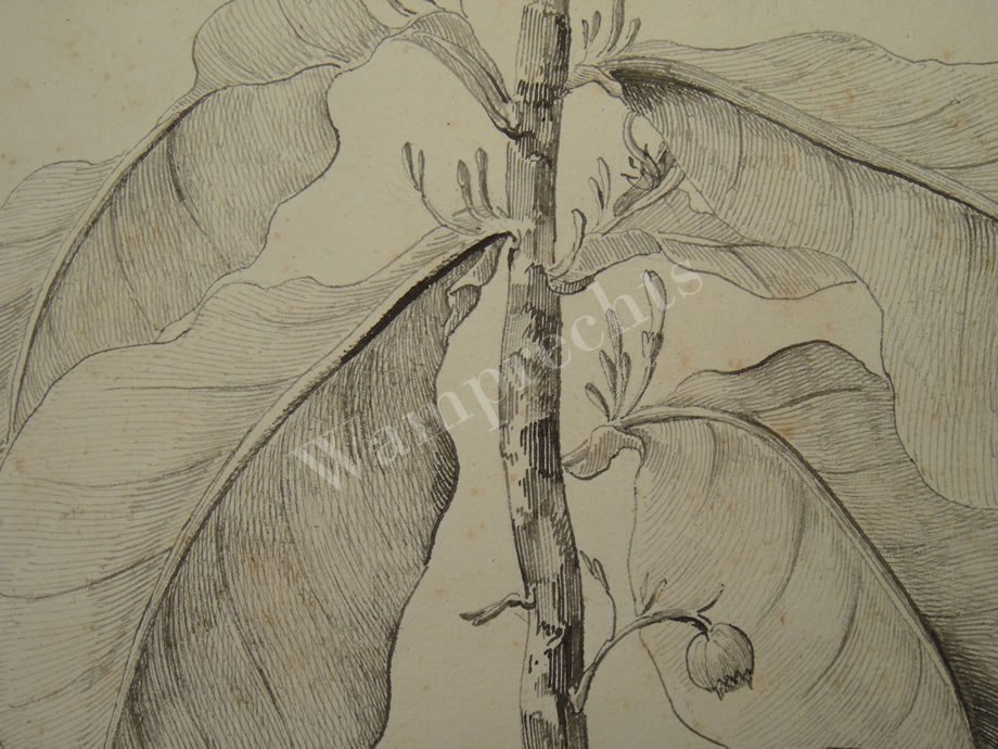 Botanical Ink Wash Drawings, Jacques Arago