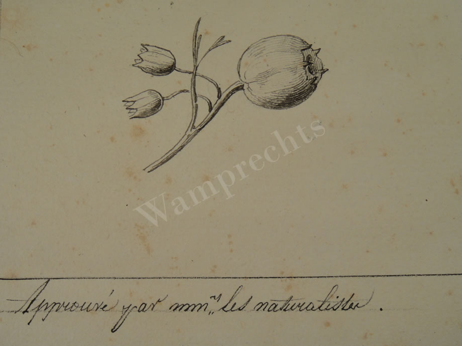 Botanical Ink Wash Drawings, Jacques Arago