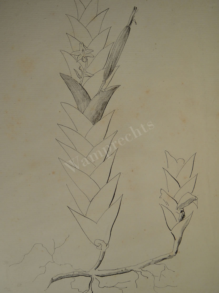 Botanical Ink Wash Drawings, Jacques Arago