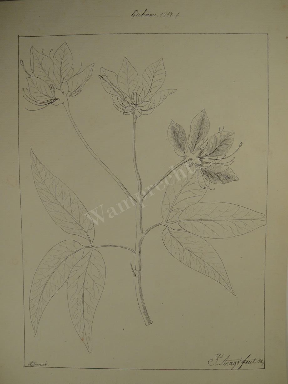 Botanical Ink Wash Drawings, Jacques Arago