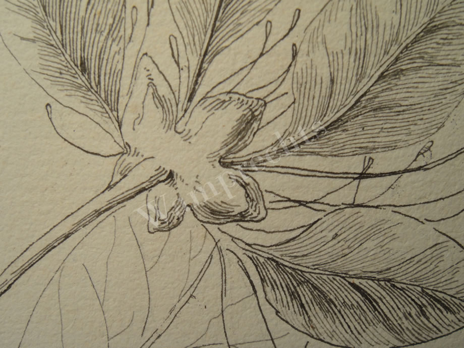 Botanical Ink Wash Drawings, Jacques Arago