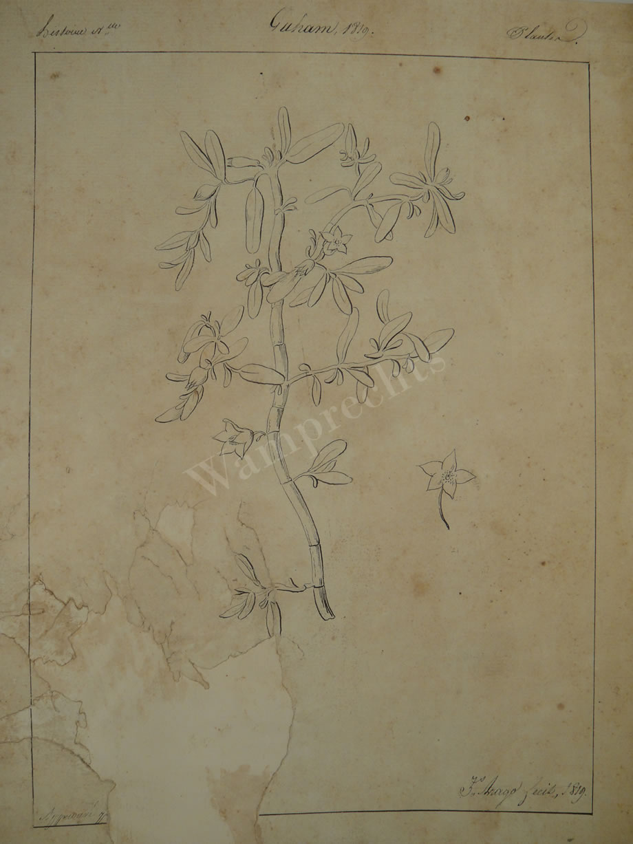 Botanical Ink Wash Drawings, Jacques Arago