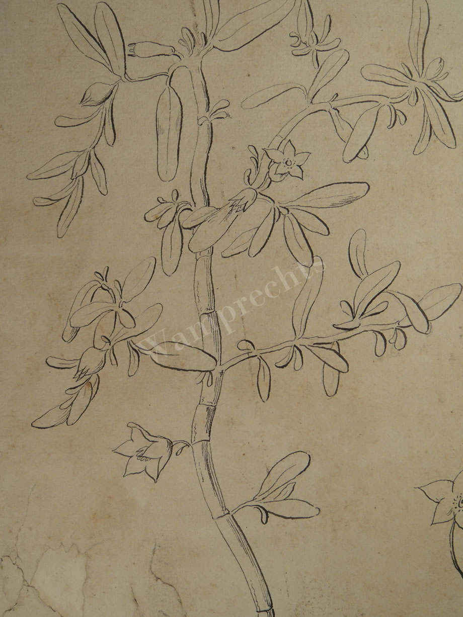 Botanical Ink Wash Drawings, Jacques Arago