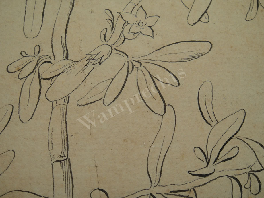 Botanical Ink Wash Drawings, Jacques Arago