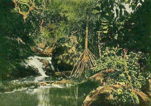 Botanical Ink Wash Drawings, Jacques Arago