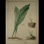 Botanical Ink Wash Drawings, Jacques Arago