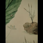Botanical Ink Wash Drawings, Jacques Arago