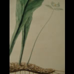 Botanical Ink Wash Drawings, Jacques Arago