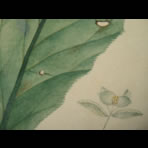Botanical Ink Wash Drawings, Jacques Arago