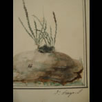 Botanical Ink Wash Drawings, Jacques Arago