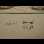 Botanical Ink Wash Drawings, Jacques Arago