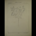 Botanical Ink Wash Drawings, Jacques Arago