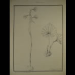 Botanical Ink Wash Drawings, Jacques Arago