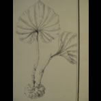 Botanical Ink Wash Drawings, Jacques Arago