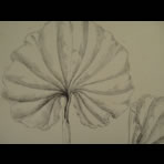 Botanical Ink Wash Drawings, Jacques Arago