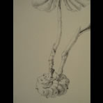 Botanical Ink Wash Drawings, Jacques Arago
