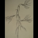 Botanical Ink Wash Drawings, Jacques Arago