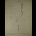 Botanical Ink Wash Drawings, Jacques Arago
