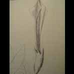 Botanical Ink Wash Drawings, Jacques Arago