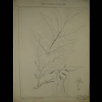 Botanical Ink Wash Drawings, Jacques Arago