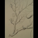 Botanical Ink Wash Drawings, Jacques Arago