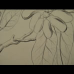 Botanical Ink Wash Drawings, Jacques Arago