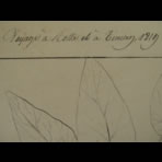 Botanical Ink Wash Drawings, Jacques Arago