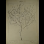 Botanical Ink Wash Drawings, Jacques Arago
