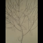 Botanical Ink Wash Drawings, Jacques Arago