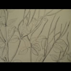 Botanical Ink Wash Drawings, Jacques Arago
