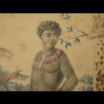 Botanical Ink Wash Drawings, Jacques Arago