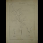 Botanical Ink Wash Drawings, Jacques Arago