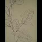 Botanical Ink Wash Drawings, Jacques Arago