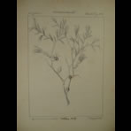 Botanical Ink Wash Drawings, Jacques Arago