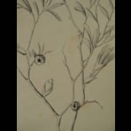 Botanical Ink Wash Drawings, Jacques Arago