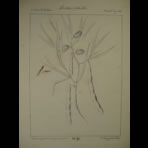 Botanical Ink Wash Drawings, Jacques Arago