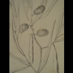 Botanical Ink Wash Drawings, Jacques Arago