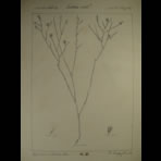 Botanical Ink Wash Drawings, Jacques Arago