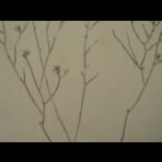 Botanical Ink Wash Drawings, Jacques Arago