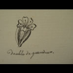 Botanical Ink Wash Drawings, Jacques Arago