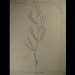Botanical Ink Wash Drawings, Jacques Arago